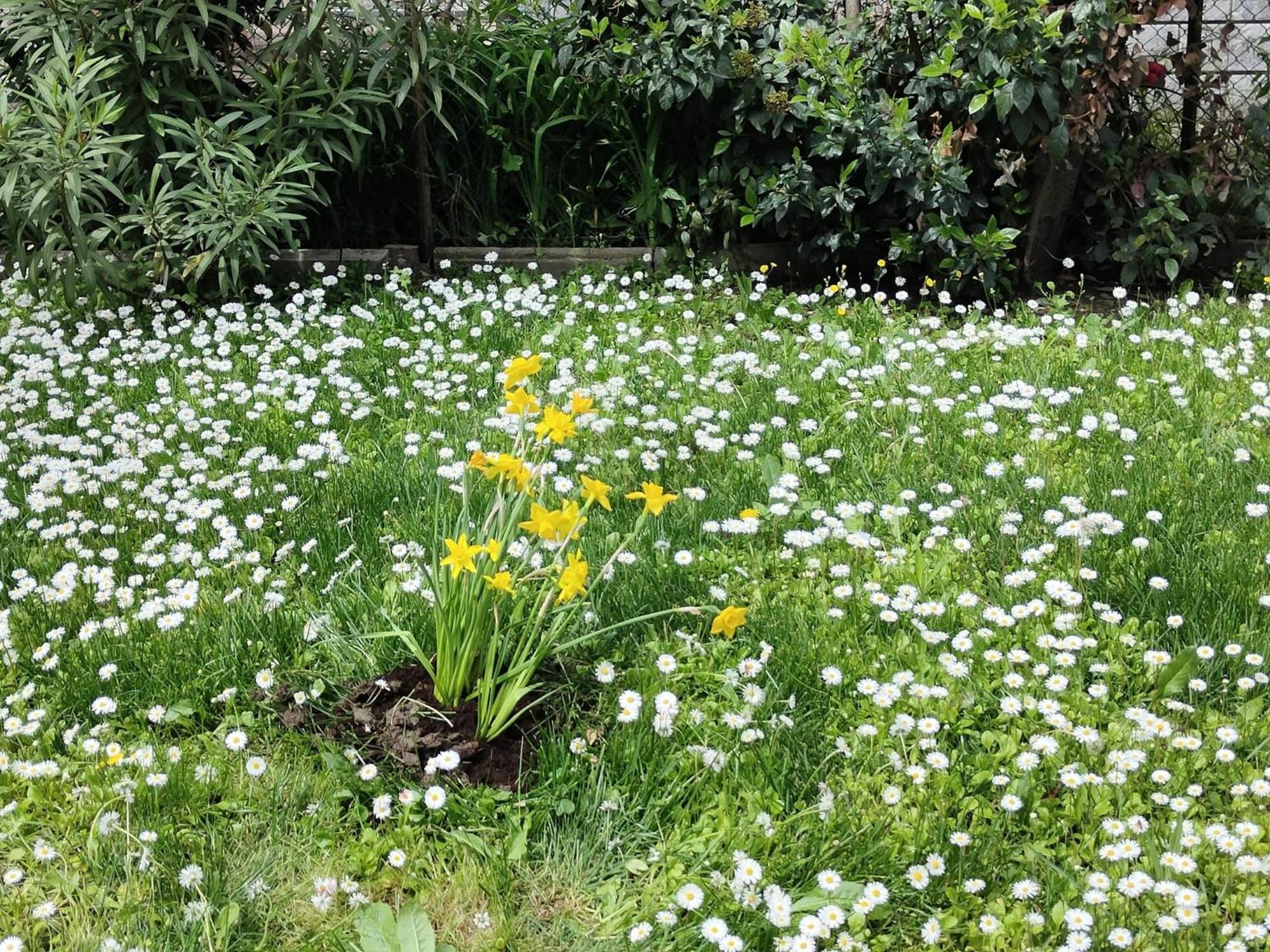 Grigio Perla Panigale, Villetta Con Giardino E Parcheggio Privato Fino A Tre Posti Auto - Un Oasi Di Tranqullita Bolonia Exterior foto